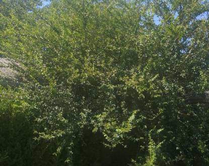 TREE TRIMMING